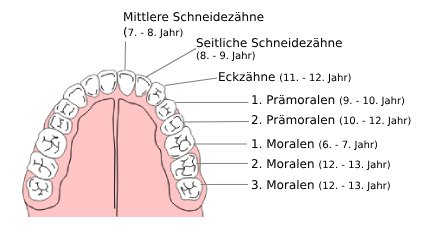 bleibendes-gebiss Illustration von verschiedenen Zähnen im bleibenden Gebiss